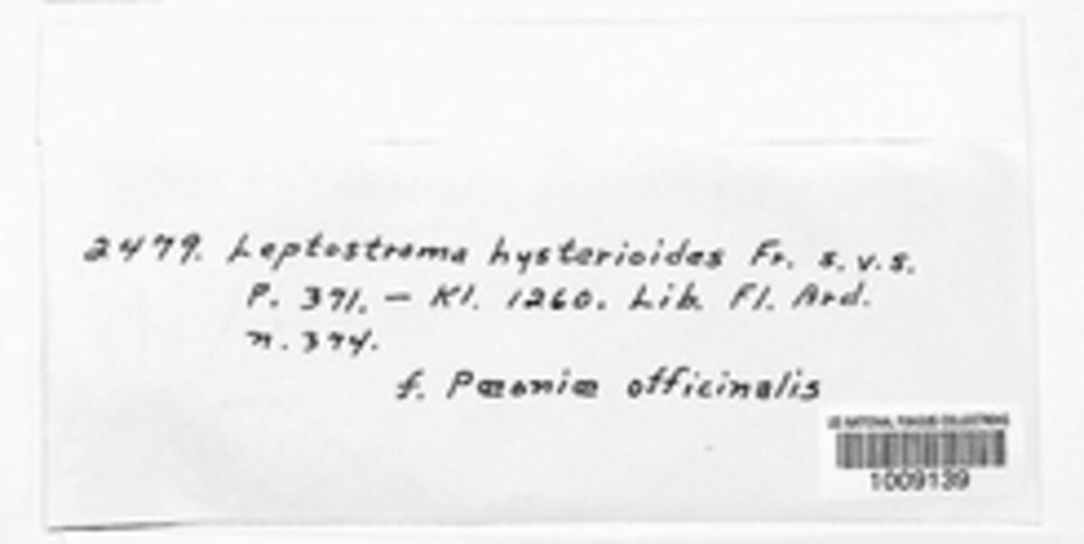 Leptostromella image